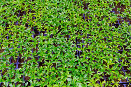 Pepper seedlings grow in a greenhouse. Beautiful green pepper leaves. Well-groomed pepper.の写真素材