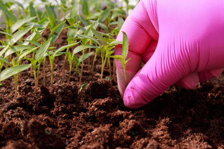 Woman in pink gloves takes pepper seedlings from peat for transplanting. Growing vegetable seedlings...