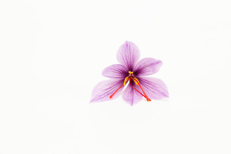 Saffron crocus on a white background close up. Place for text.の写真素材