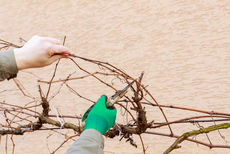 The gardener prunes the vines, branches with scissors. Formation of a grape bush.