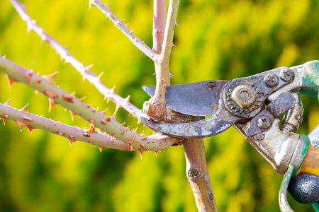 Pruning roses with garden shears. Formation of a rose bush by a gardener. Secateurs in the hands of...