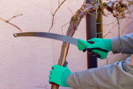 Gardener in green gloves, garden saw cuts the vine. old tree. agriculture.の写真素材
