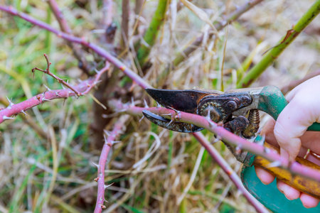 Pruning stem roses with garden shears. Formation of a rosebush. Secateurs in the hands of a...