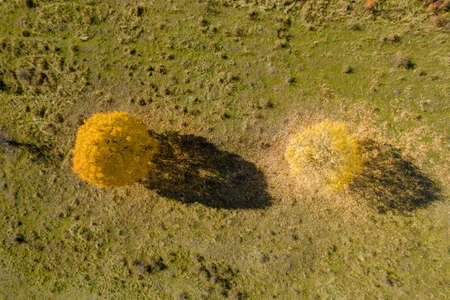 Two yellow trees in autumn, from the trees a shadow can be seen. golden autumn. view from above.の写真素材