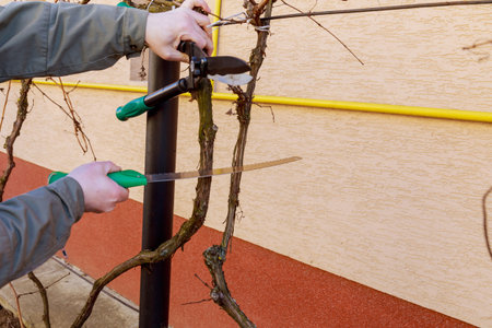 Gardener with a garden saw cuts the vine. old tree. gardening.