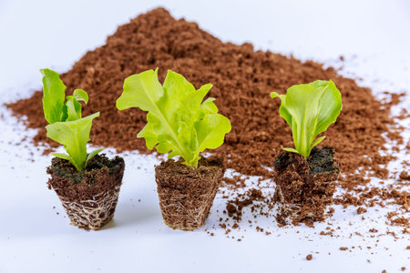 Lettuce and iceberg near a pile of peat on a white background.の写真素材