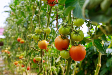 Unripe tomatoes on a bush close-up. Growing tomatoes in a greenhouse.の写真素材