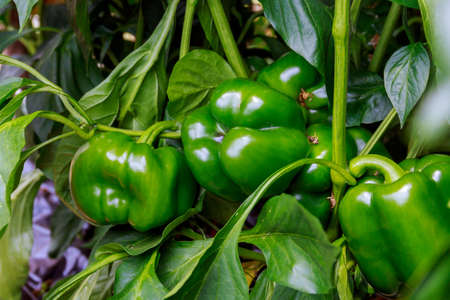 Green peppers on a bush. Growing vegetables in a greenhouse.の写真素材