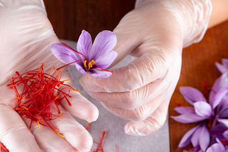 Woman holding crocus and saffron stamens. Stamens are used in cooking.の写真素材