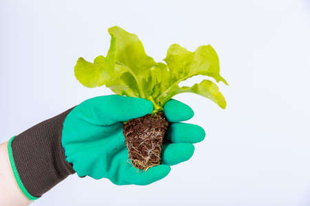 Lettuce in the hand of a farmer on a white background. Man wearing green mittens. Growing seedlings.の写真素材