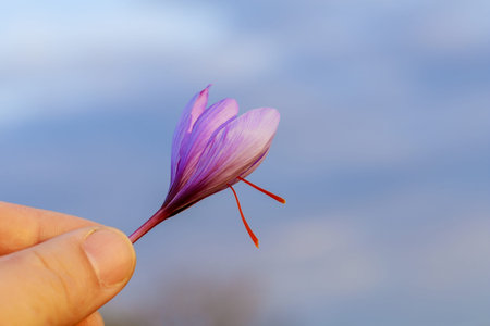 Farmer holding a saffron crocus on a background of blurred blue sky. Beautiful autumn flower with...