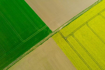 View from a height of the triangles of farm fields. Growing rapeseed and wheat. agriculture.