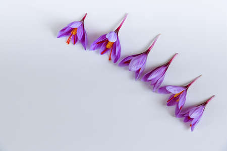 Crocuses on a white background, place for text. Saffron flowers.の写真素材