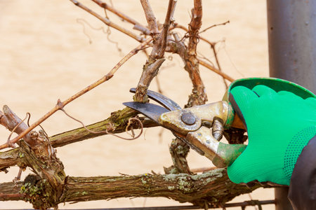 Gardener prunes an old grape tree with garden shears in green gloves. Formation of a grape bush....