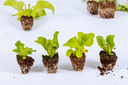 Seedling of lettuce and iceberg on a white background. Seedling root in peat.