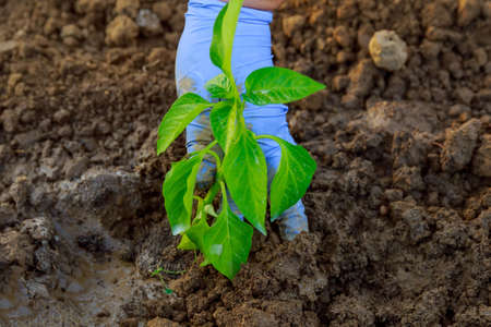 A farmer woman planting a seedling of pepper in the greenhouse in the ground. Planting seedlings.の写真素材