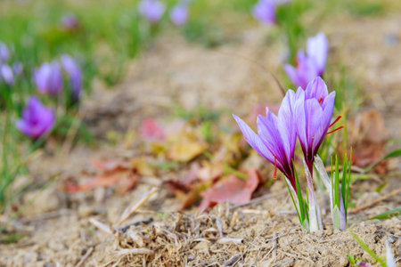 Purple crocuses with red saffron stamens bloomed in the field. Cultivation of saffron.の写真素材