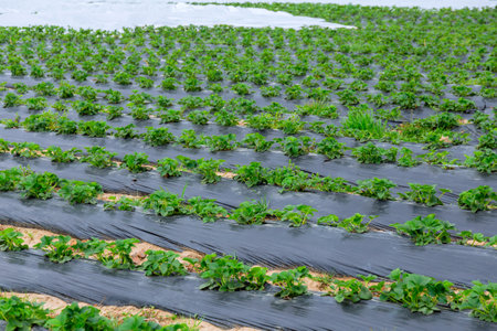 Cultivation of strawberries. In the field, strawberries grow in rows covered with a black film between the rows. agriculture.の写真素材