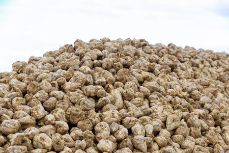 Sugar beet, raw material for sugar production. A pile of sugar beets in the field.の写真素材