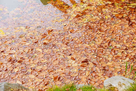 Fallen yellow autumn leaves from trees in the lake.の写真素材