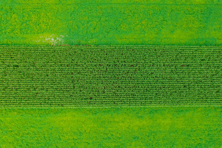 Green field background. Place for writing text.
