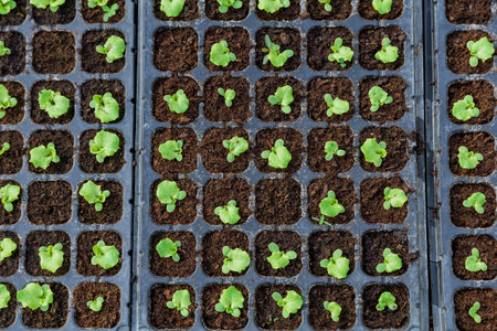 Seedlings of leaf salad with a large plan.の写真素材