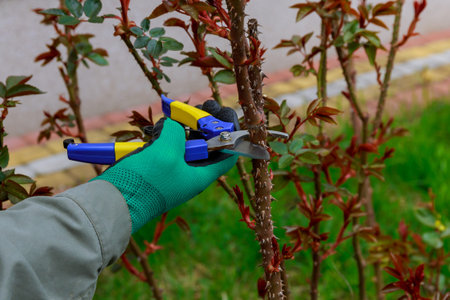 Pruning a rose with garden shears. The farmer works in the garden.