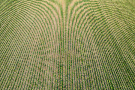 There is a field where young corn sprouts evenly in rows on a large scale.
