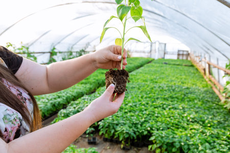 The girl is holding a pepper seedling with a strong and healthy root system.