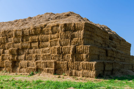 Lots of straw bales. Dry stalks of cereals and legumes. Stack of Hay Bales in a Field