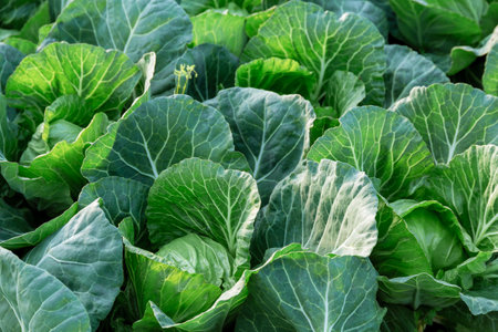 Cabbage grows in a farmers field. Growing vegetables.の写真素材