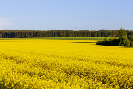 Yellow rape fields and green wheat fields, forest and beautiful landscape under blue sky.の写真素材