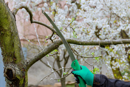 Gardener saws a branch from a tree with a saw. Tree pruning in early spring.の写真素材
