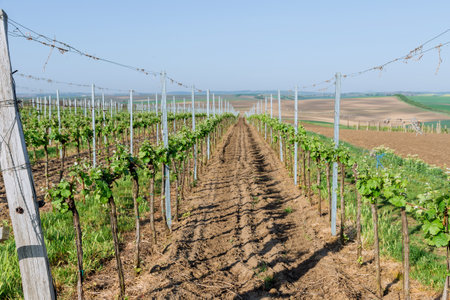 A large young vineyard on hilly terrain. Natural background. Young grape plants are planted in rows.の写真素材