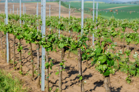 A vineyard with young bright green leaves and no grapes in a field in Moravia, Czech Republic.の写真素材