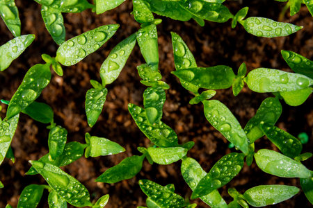 Pepper seedlings grown in trays in a greenhouse. Top view.の写真素材