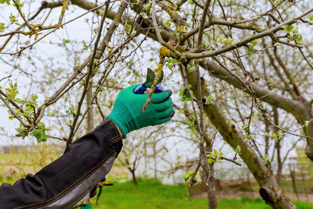 The gardener cuts branches with scissors and holds a saw in his hand.の写真素材