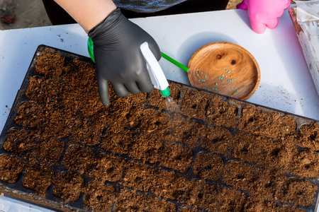 Spraying fertile soil before sowing pepper seeds in peat cells.の写真素材