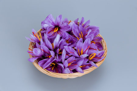 Crocuses of saffron flowers in a wicker plate on a gray background. Purple flowers with red stamens.の写真素材