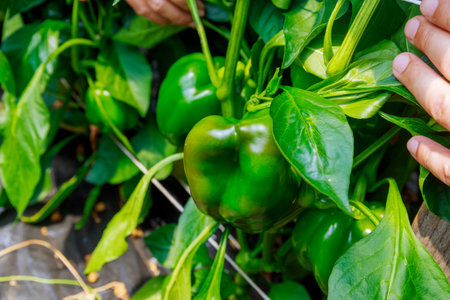 Green peppers on the bush. Growing vegetables.の写真素材