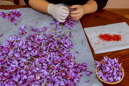 There are many crocus flowers on the table, a woman plucks saffron stamens from flowers at home.の写真素材