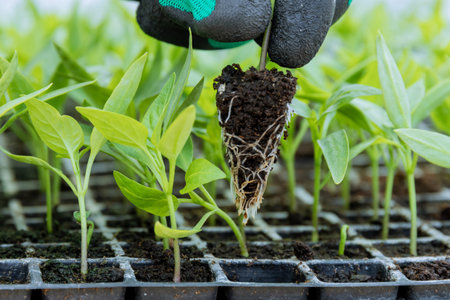 A farmer holds a pepper seedling with a well-developed root.