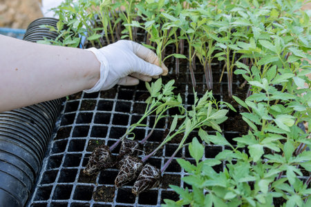 A farmer takes tomato seedlings out of a plastic cassette. Preparation for transplantation.