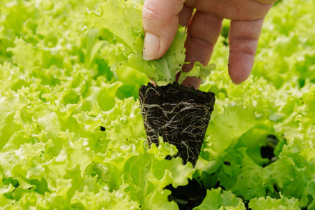 Green seedlings lettuce gradually develop robust root system, anchoring them firmly in soil.