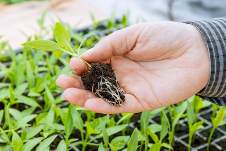 Farmer is holding pepper seedlings carefully, ready to transplant them into field.