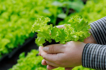 Farmer is holding lettuce seedlings in his hands, ready to be planted.の写真素材