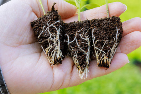 A seedling of bell pepper with a well-developed root system. Roots close-up.