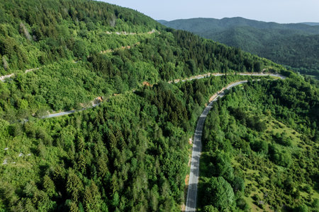 Trees in Croatias forests stand tall and proud, providing shade and shelter to countless species.の写真素材