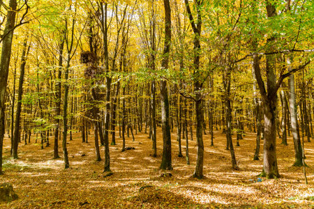 Beauty of autumn forest was enhanced by vibrant hues of yellow leaves.