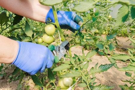 Pruning tomato plants helps to maintain a tidy and organized garden.